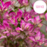 eladó bougainvillea mediterrán növénypiac Magyarország Sexy Ice murvafürt