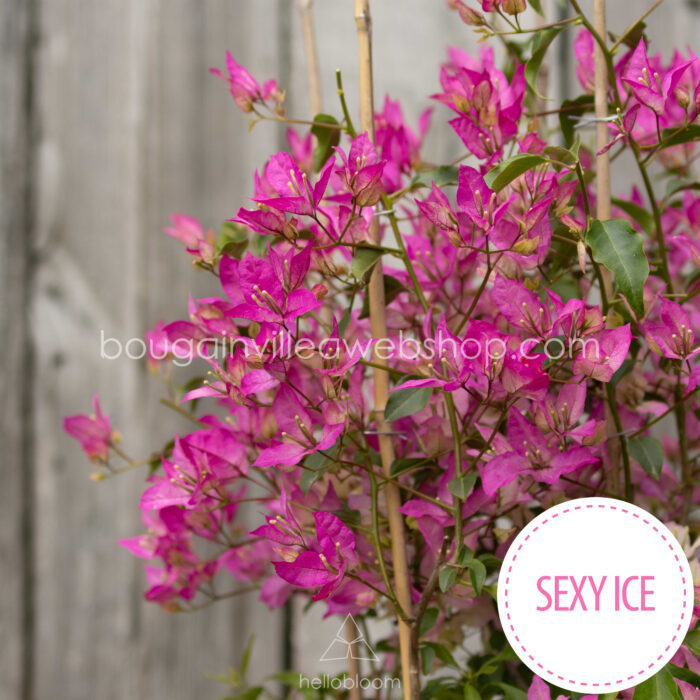 déli fekvés különleges trópusi dézsás növény Sexy Ice bougainvillea, exotic ornamental plant in Eu