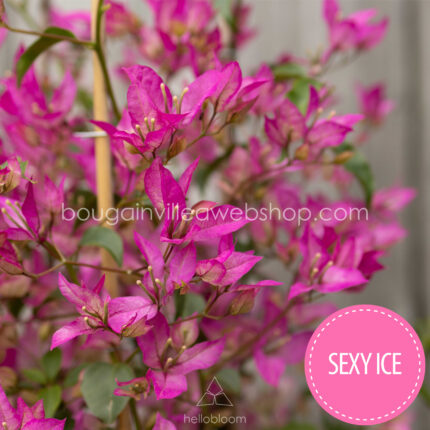 tűző napot kedvelő mediterrán dísznövény Sexy Ice bougainvillea Magyarország, exotic ornamental plant sales in Europe