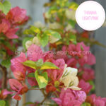 virágzó ritka trópusi kerti dísznövény webshop Magyarország eladó Thimma Light Pink bougainvillea