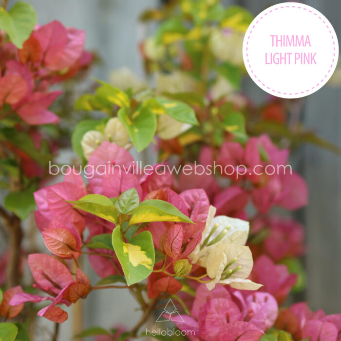 virágzó ritka trópusi kerti dísznövény webshop Magyarország eladó Thimma Light Pink bougainvillea