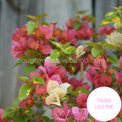 Magyarország mediterrán trópusi egzotikus növény eladó kerti futó pink dísznövény Thimma Light Pink bougainvillea webshop