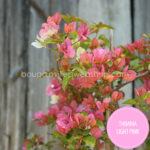 bougainvillea webshop Magyarország Thimma Light Pink bougainvillea mediterrán dísznövény