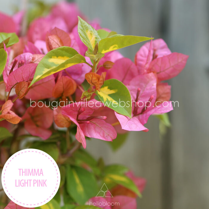 Thimma Light Pink bougainvillea kerti sokat virágzó dísznövény webshop eladó