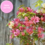 trópusi egzotikus dísznövény Thimma Light Pink bougainvillea murvafürt Magyarország