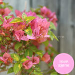 folyton virágzó mediterrán dísznövény Thimma Light Pink bougainvillea murvafürt vásárlás, Mediterranean plant sales in Europe
