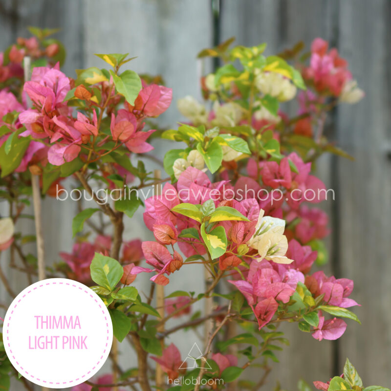 Thimma Light Pink bougainvillea Mediterranean plant for sale in Hungary, exotic ornamental plant in Europe