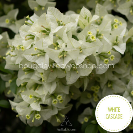 White Cascade bougainvillea fehér színű murvafürt dísznövény online webshop