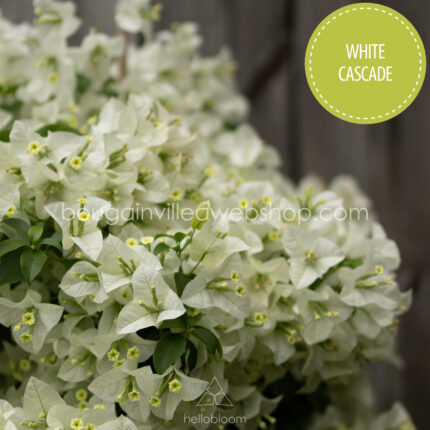 Magyarország mediterrán trópusi egzotikus növény eladó kerti futó barack színű virágzó dísznövény White Cascade bougainvillea webshop