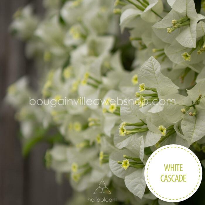 magyarország bougainvillea webshop mediterrán növénypiac White Cascade bougainvillea