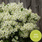 White Cascade bougainvillea kerti sokat virágzó dísznövény webshop eladó