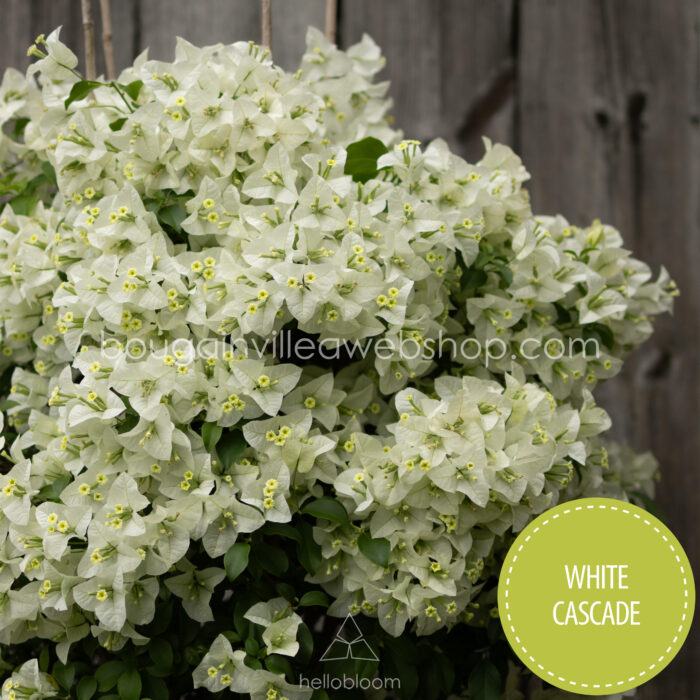 White Cascade bougainvillea kerti sokat virágzó dísznövény webshop eladó