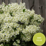 White Cascade bougainvillea kerti sokat virágzó dísznövény webshop eladó
