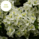 trópusi mediterrán dísznövény a kertben folyton virágzó fehér színű White Cascade bougainvillea dísznövény
