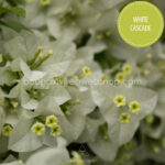 White Cascade bougainvillea Magyarország mediterrán növénypiac dísznövény