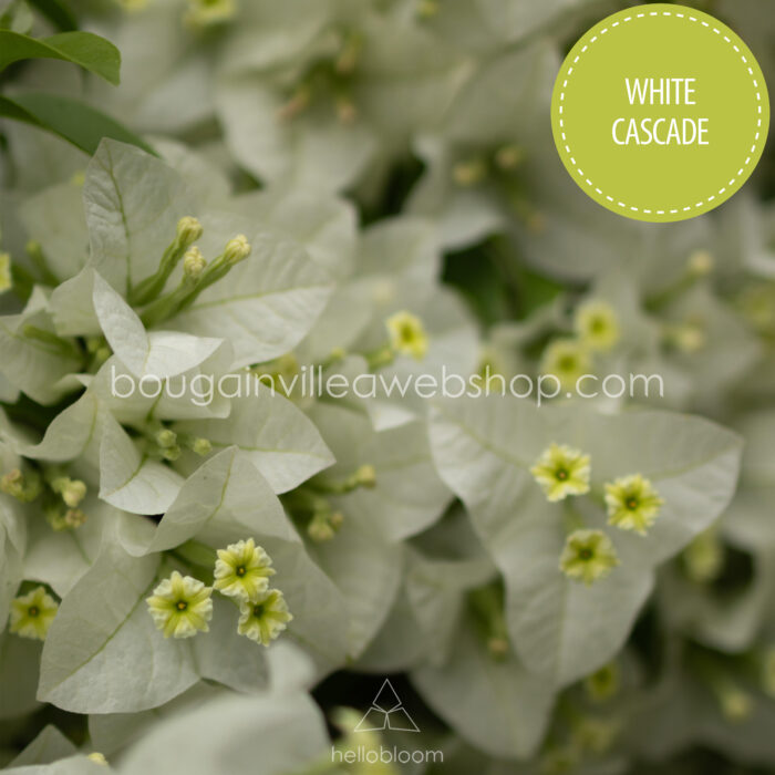 White Cascade bougainvillea Magyarország mediterrán növénypiac dísznövény