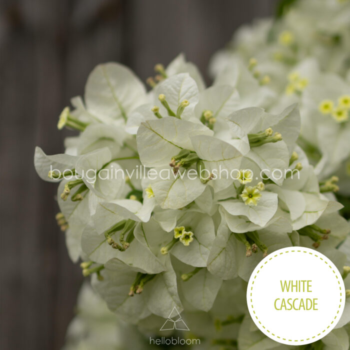 gazdagon virágzó egzotikus növények Magyarország White Cascade, Mediterranean ornamental in Europe