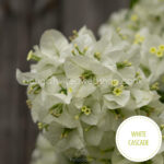gazdagon virágzó egzotikus növények Magyarország White Cascade, Mediterranean ornamental in Europe