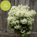 sokat virágzó, nyári, kerti egzotikus dísznövények White Cascade bougainvillea