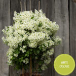 legszebb mediterrán dísznövények Magyarországon White Cascade bougainvillea