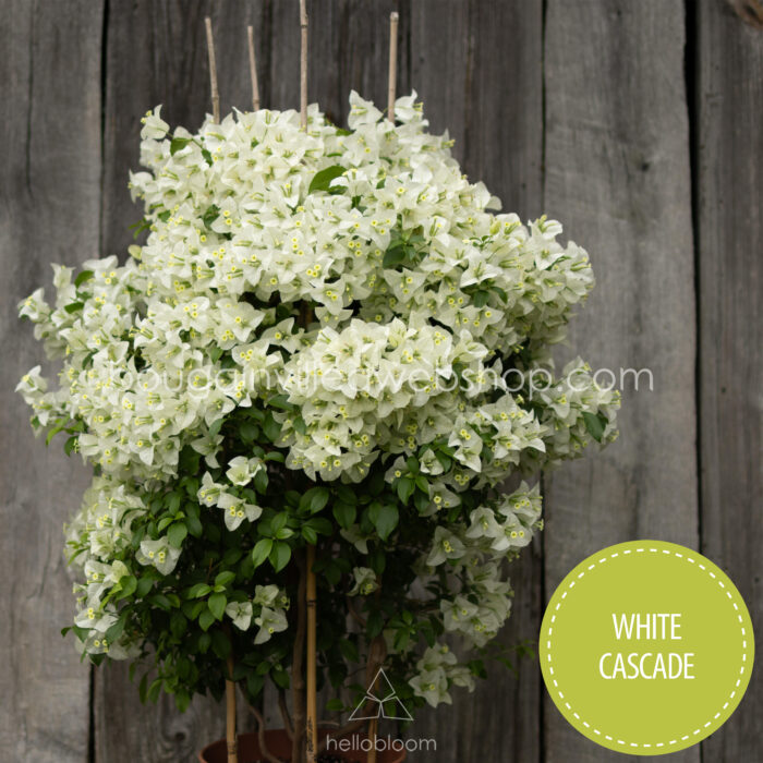 legszebb mediterrán dísznövények Magyarországon White Cascade bougainvillea