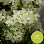 White Cascade bougainvillea, White Cascade murvafürt, egzotikus dísznövény