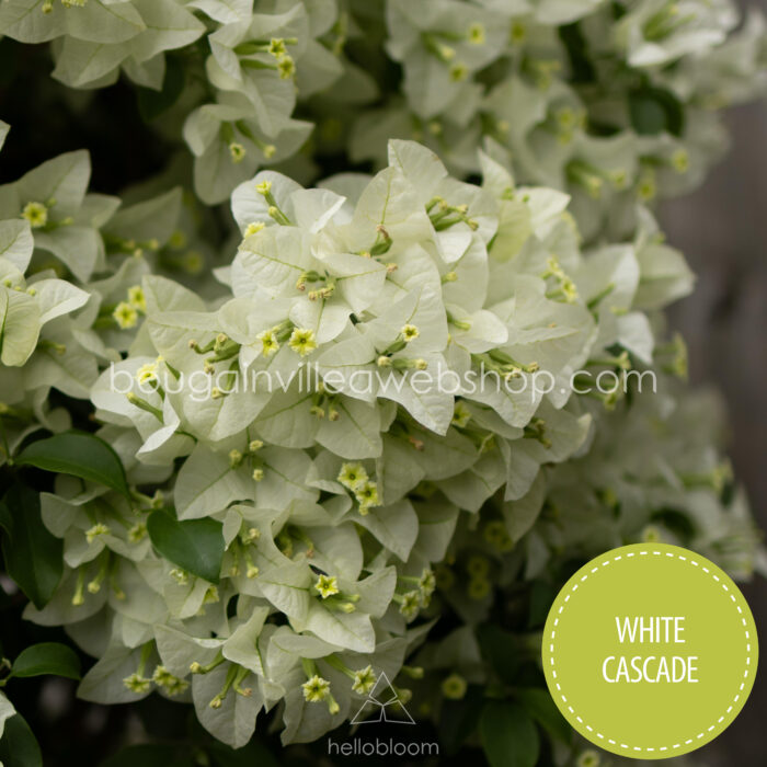 White Cascade bougainvillea, White Cascade murvafürt, egzotikus dísznövény