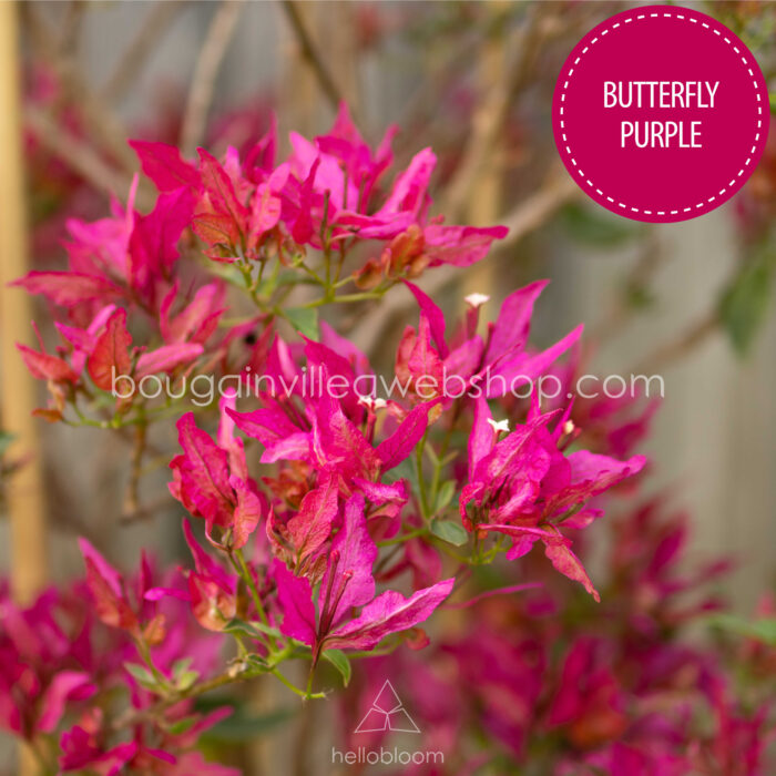Butterfly Purple bougainvillea gazdagon virágzó dísznövény mediterrán növénypiac