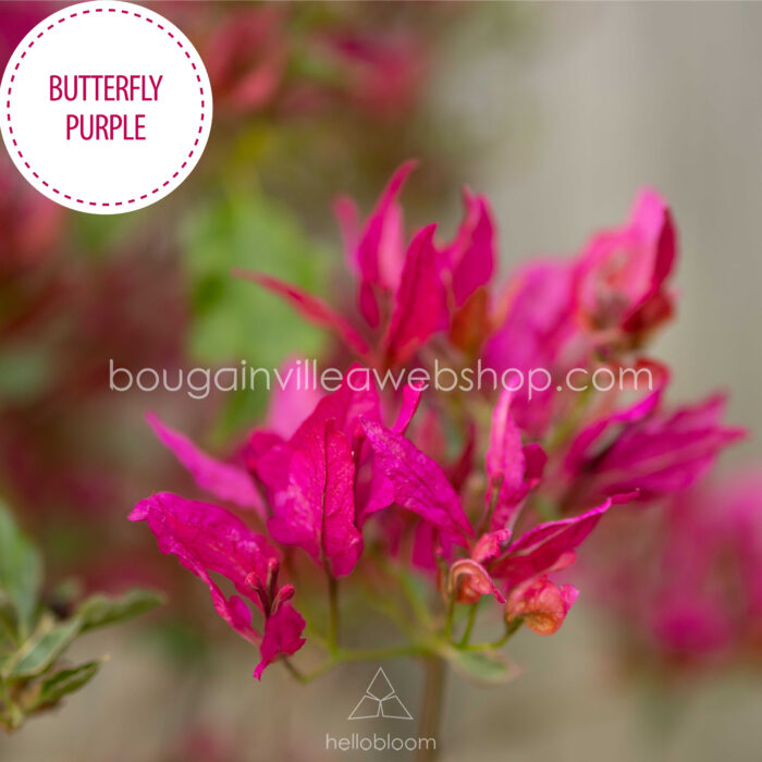 bordó sokat virágzó trópusi egzotikus dísznövény Butterfly Purple bougainvillea