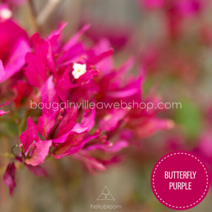 Magyarország bougainvillea webshop mediterrán növénypiac Butterfly Purple bougainvillea