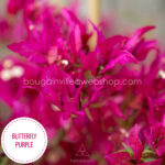 Butterfly Purple bougainvillea lila bordó murvafürt dísznövény online webshop