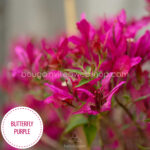 Magyarország mediterrán trópusi egzotikus növény eladó kerti futó lila bordó dísznövény Butterfly Purple bougainvillea webshop