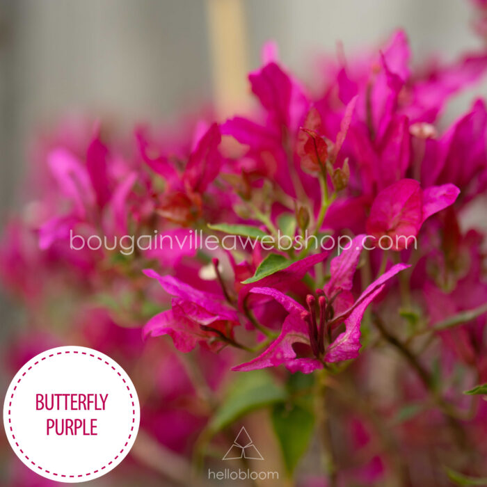 Magyarország mediterrán trópusi egzotikus növény eladó kerti futó lila bordó dísznövény Butterfly Purple bougainvillea webshop