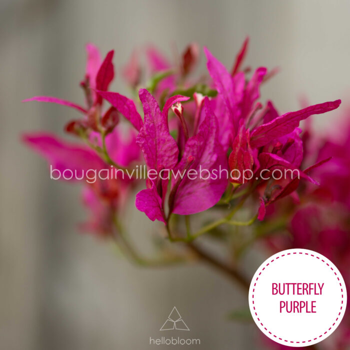 Butterfly Purple bougainvillea, Butterfly Purple murvafürt, mediterrán dísznövény