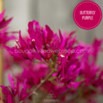 bougainvillea webshop Magyarország Butterfly Purple bougainvillea mediterrán dísznövény