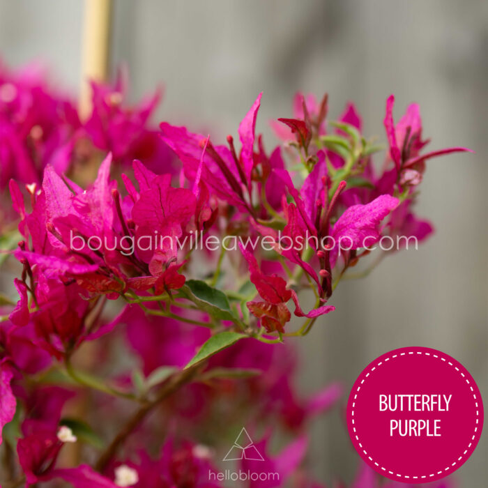 Butterfly Purple bougainvillea kerti sokat virágzó dísznövény webshop eladó