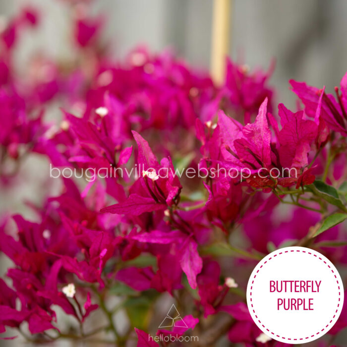 trópusi mediterrán dísznövény a kertben folyton virágzó lila virágú Butterfly Purple bougainvillea dísznövény
