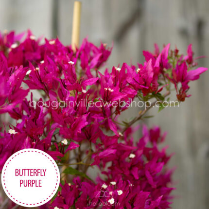 kerti virágzó cserje Magyarország Butterfly Purple bougainvillea