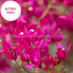 forróságot tűrő cserepes nyári virágok Butterfly Purple bougainvillea