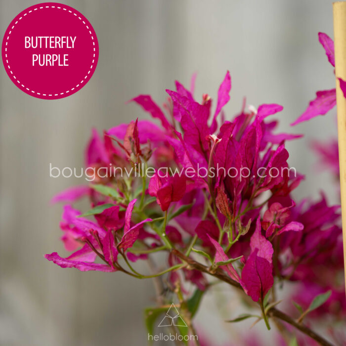 egzotikus gazdagon virágzó, mediterrán dísznövény Magyarországon Butterfly Purple bougainvillea, exotic, richly flowering, Mediterranean ornamental in Europe