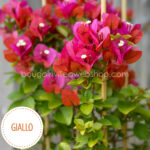 Giallo ritka egzotikus bougainvillea eladó magyarország mediterrán kertészet