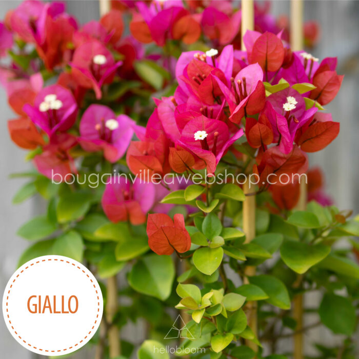 Giallo ritka egzotikus bougainvillea eladó magyarország mediterrán kertészet
