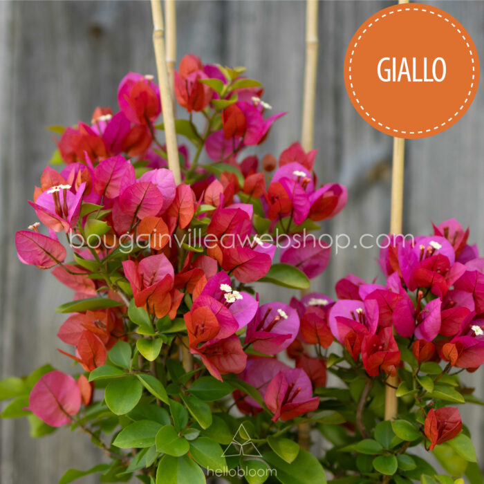 piros narancssárga sokat virágzó trópusi egzotikus dísznövény Giallo bougainvillea
