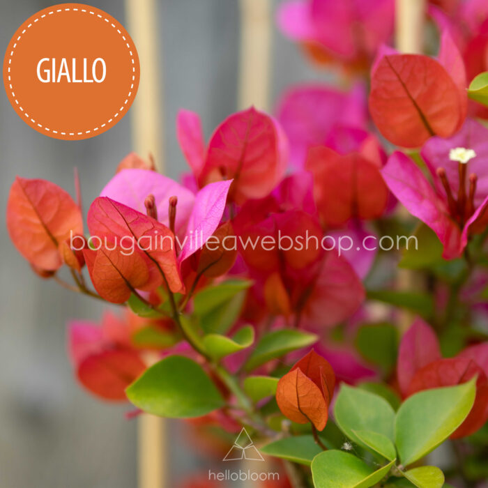 Giallo bougainvillea, Giallo murvafürt, egzotikus dísznövények
