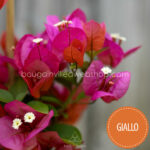magyarország bougainvillea webshop mediterrán növénypiac Giallo bougainvillea