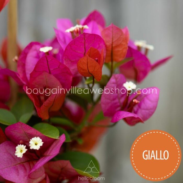 magyarország bougainvillea webshop mediterrán növénypiac Giallo bougainvillea