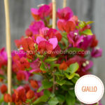 bougainvillea webshop Magyarország Giallo bougainvillea mediterrán dísznövény