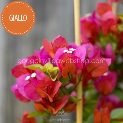 Giallo bougainvillea kerti sokat virágzó dísznövény webshop eladó