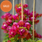 Giallo bougainvillea piros narancs murvafürt dísznövény online webshop