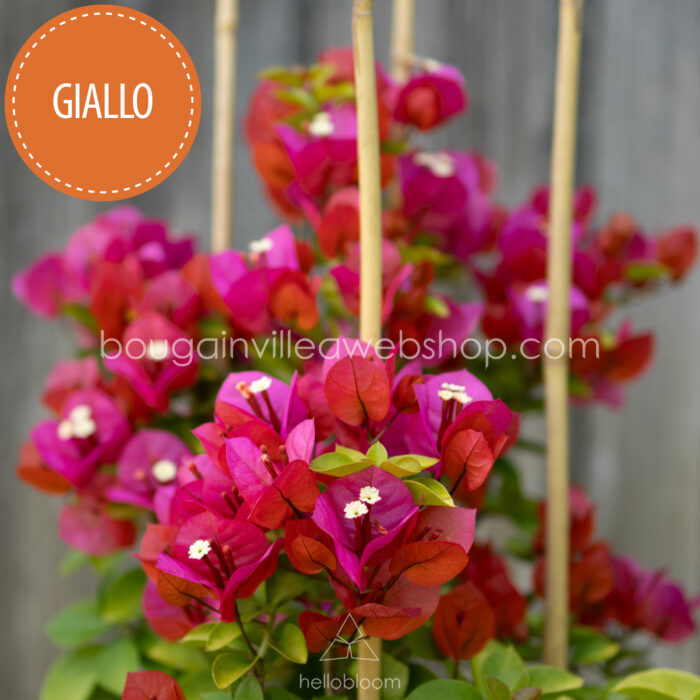 Giallo bougainvillea piros narancs murvafürt dísznövény online webshop